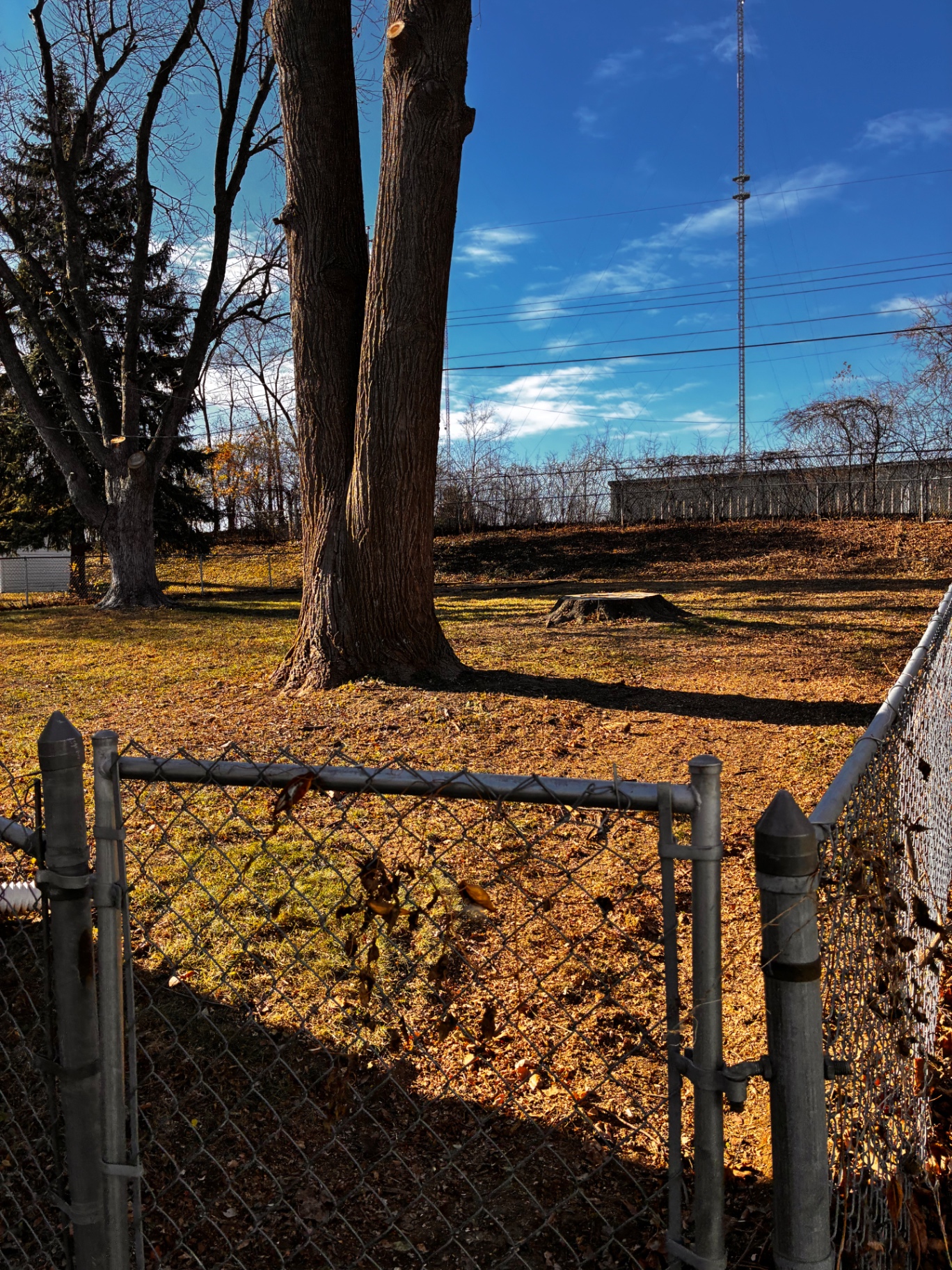 Leaf Cleanup — Fenced yard