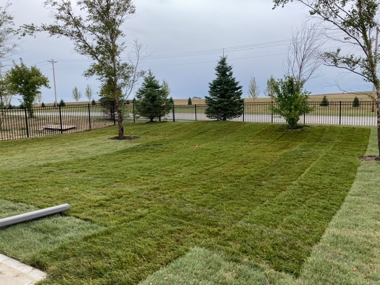 New Sod Lawn