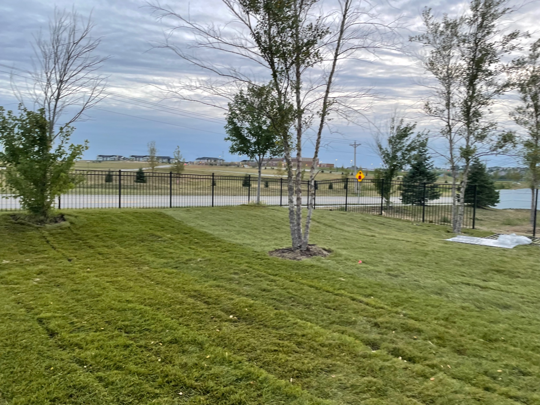 New Sod Lawn — Corner view